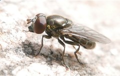 Riponnensia splendens