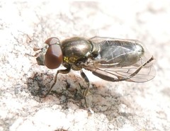 Riponnensia splendens