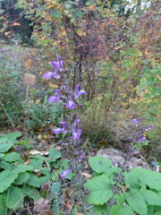 Salvia forskaehlei