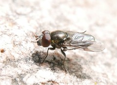 Riponnensia splendens