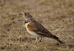 Melanocorypha mongolica