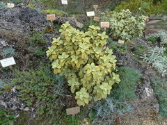Phlomis chrysophylla