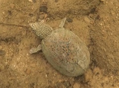 Sternotherus peltifer