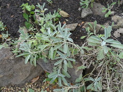 Sideritis libanotica