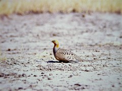 Syrrhaptes paradoxus