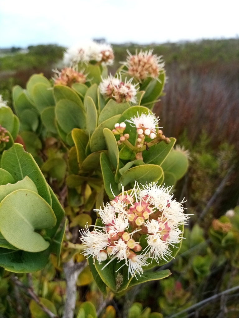 Java Waterberry Water Berry from Kenilworth, Cape Town, 7745, South Africa on January ...