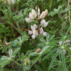 Lupinus palaestinus