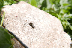 Riponnensia splendens