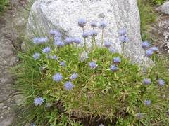 Jasione bulgarica