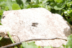 Riponnensia splendens