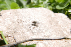 Riponnensia splendens