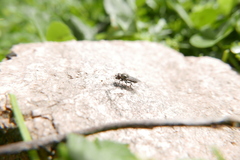 Riponnensia splendens