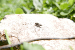 Riponnensia splendens