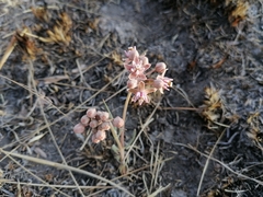 Asclepias senecionifolia