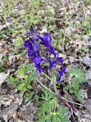 Delphinium tricorne