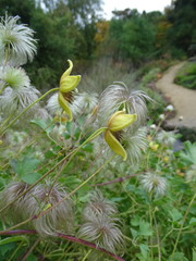 Clematis tibetana vernayi