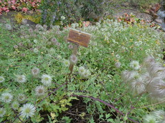 Clematis tibetana vernayi