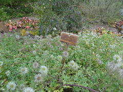 Clematis tibetana vernayi