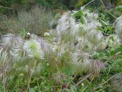 Clematis tibetana vernayi