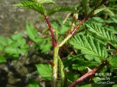 Rubus sumatranus