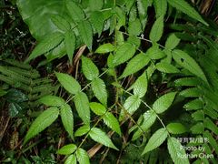 Rubus sumatranus