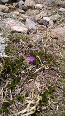 Primula angustifolia