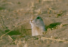 Spermophilus dauricus