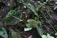 Anthurium brownii