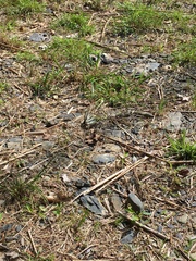 Graphium eurous asakurae