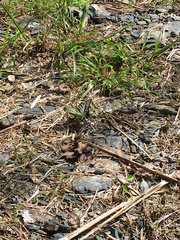 Graphium eurous asakurae