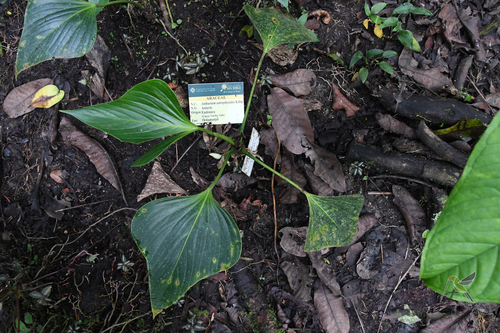 Anthurium antrophyoides