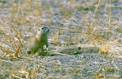Spermophilus dauricus