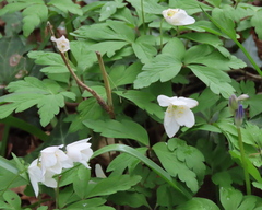 Anemonoides nemorosa