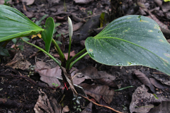 Anthurium antrophyoides