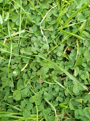 Trifolium repens