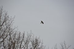 Accipiter nisus