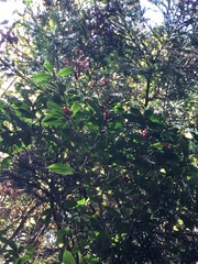 Skimmia