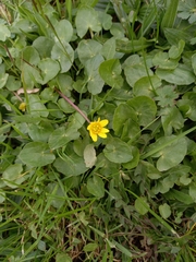 Ficaria verna