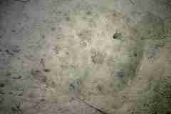 Scophthalmus rhombus