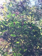 Skimmia