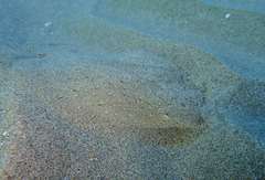 Scophthalmus rhombus