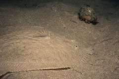 Scophthalmus rhombus