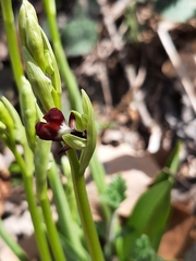 Ophrys insectifera