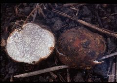 Tuber tomentosum