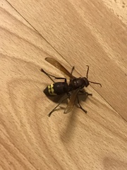 Vespa orientalis