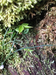 Vaccinium japonicum lasiostemon