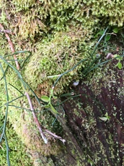 Vaccinium japonicum lasiostemon