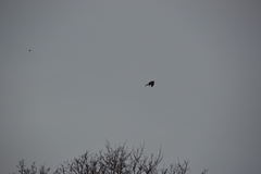 Accipiter nisus