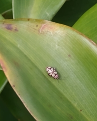 Omophoita magniguttis
