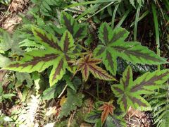 Rubus reflexus hui